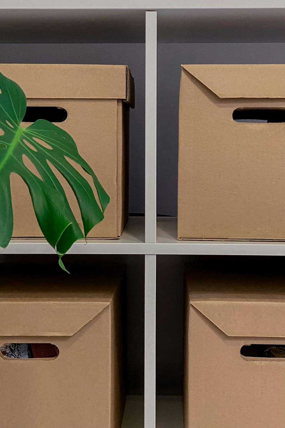 Cardboard storage boxes on a white shelf with a monstera leaf